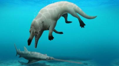 La nueva especie de ballena de cuatro patas que descubrieron en Egipto. 
