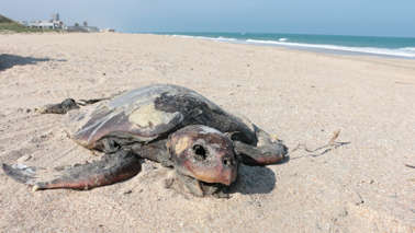 Incrementan muertes de tortugas Lora por consumo de plástico